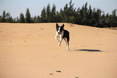 索尼互娱发布2025规划寄语 铭记《星鸣特工》教训